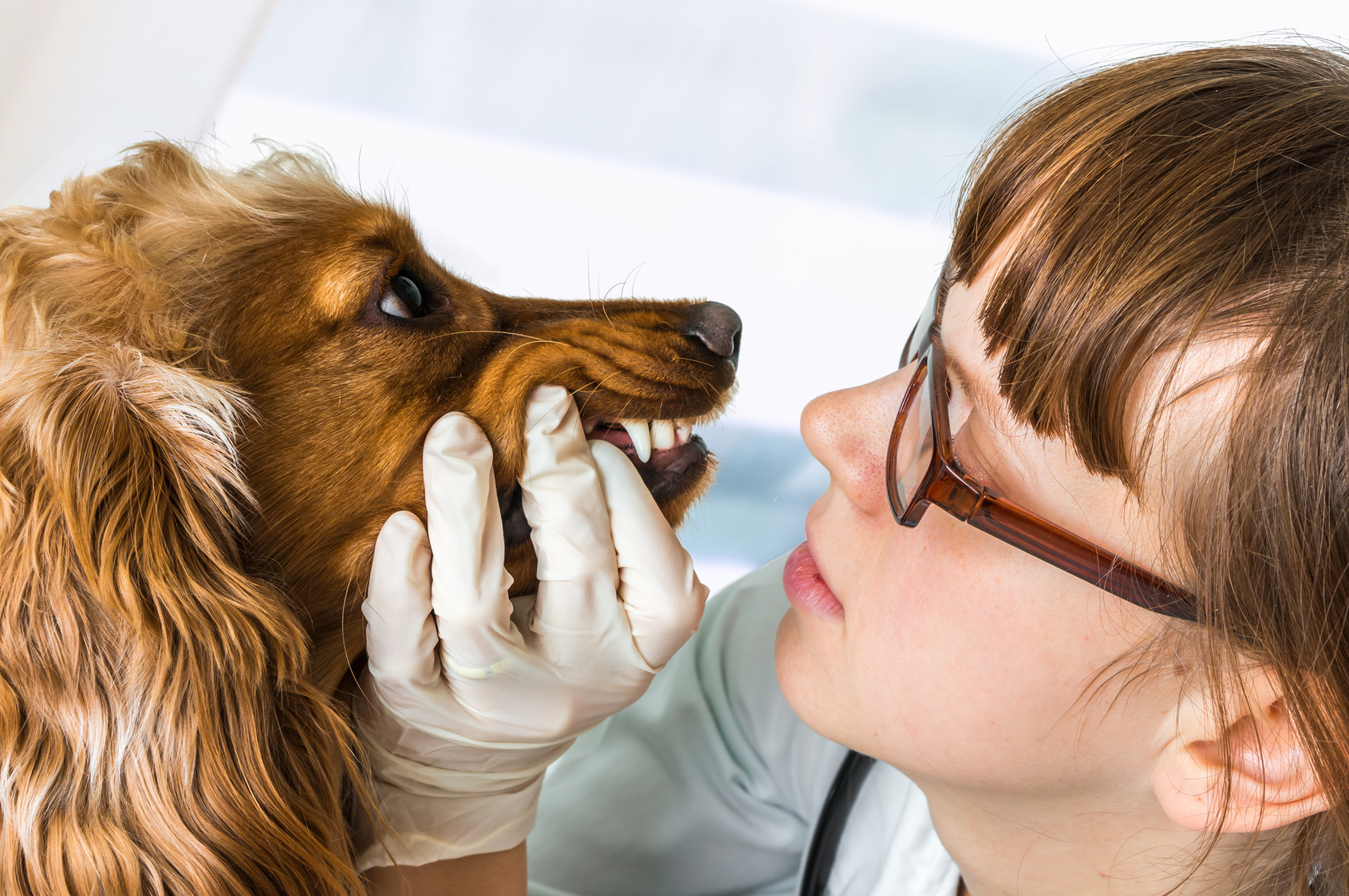 犬の口臭 歯を診ている写真