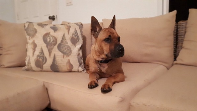犬とソファーの写真