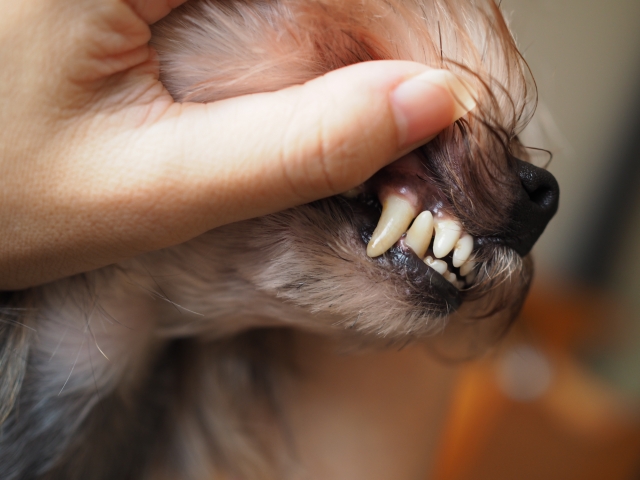 犬の口臭ケア 歯石歯垢を確認している写真