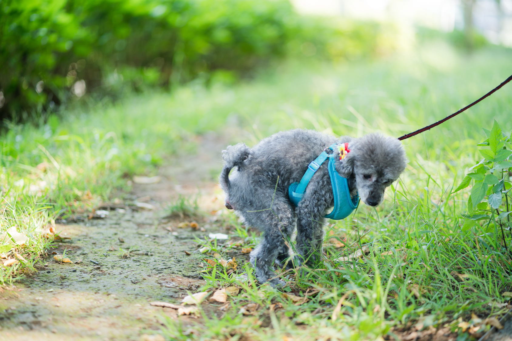 犬が散歩中に草むらでうんちをしている写真