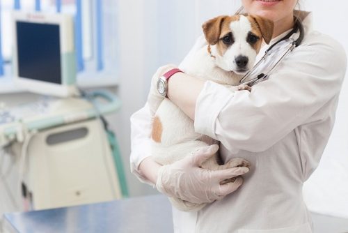 犬の動物病院の画像