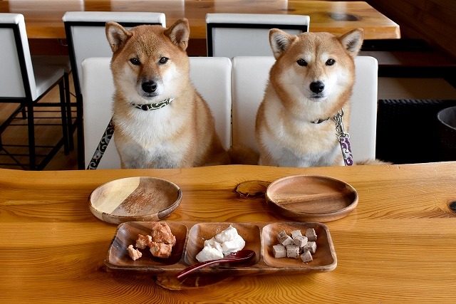 犬手作りご飯のトップの画像
