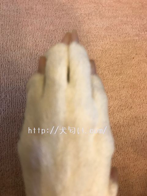 犬の爪切り白爪の写真