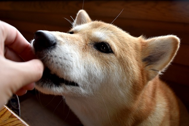 犬用認知症サプリ毎日一緒犬が食べている写真